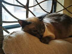 -滚猫咖啡·猫咖·猫友好撸猫(未来城店)