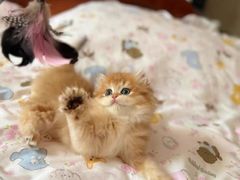 -猫十亿·布偶金渐层·曼基康矮脚猫舍(青年路店)