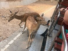 -清迈夜间动物园