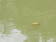 -亚龙湾中心广场·贝壳馆