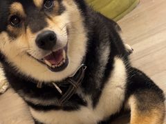 -柴迷FANS CLUB·柴犬狗咖·猫咖
