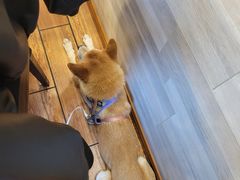 -京北渔家傲