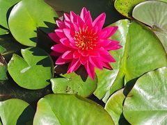 -莲花池公园