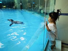 -帝企鹅自助餐厅•儿童岛•真企鹅(长隆企鹅酒店)