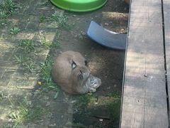 -青藏高原野生动物园