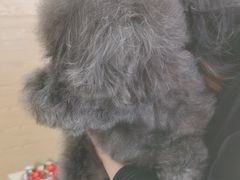 -天宠宠物医院24小时·急重症诊疗中心·全科·腔镜特色(和平分院)