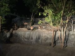-清迈夜间动物园