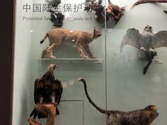 -国家自然博物馆