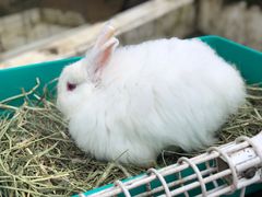 -神户市立六甲山牧场