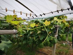 -马陆小张葡萄园农家乐