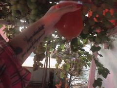 -ZING鲸鱼啤酒(葡萄院店)