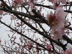 -香雪海