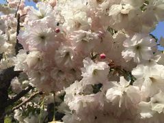 -古柏渡飞黄旅游区