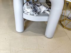 -藏猫猫咖啡主题馆(中央大道店)