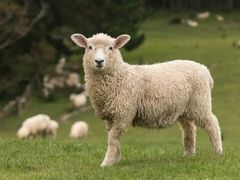 -新疆天山野生动物园