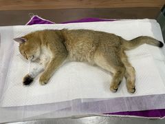 -爱侣宠医·鹦鹉专科·小型哺乳类·异宠专科(灵石路店)