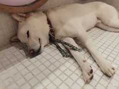 -柴务处·柴犬主题狗咖