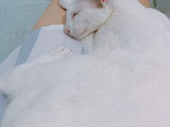 -喵的天空名猫咖啡馆·撸猫·猫舍·用品