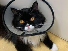 -芭比堂动物医院·犬猫全科·异宠专科(雁塔分院)