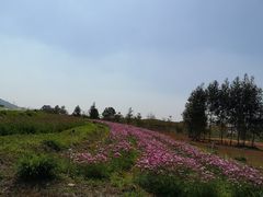 -光明小镇欢乐田园