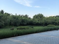 -大望京公园