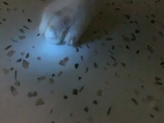 -佳雯宠物医院(金华南路分院)