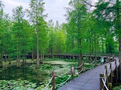-池杉湖湿地公园