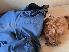 -北京观赏动物医院·24小时大型综合·猫专科·异宠专科