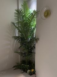 -红妆双美