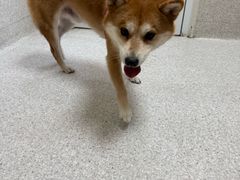 -谐和贝康宠物医院24小时·宠保定点(急重症转诊中心)
