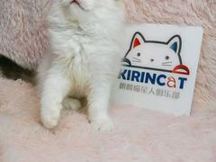 -十年猫舍·猫咪专门店(普陀店)