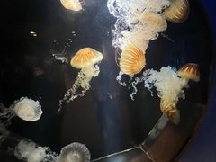 -鹿儿岛水族馆