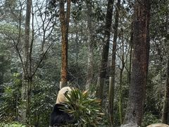 -中国大熊猫保护研究中心雅安碧峰峡基地