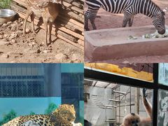 -昆明动物园