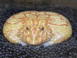 -Zoolung Zoolung动物主题公园(海信广场店)