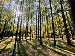 -上海共青森林公园