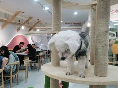 大堂-喵园·猫主题咖啡厅·撸猫·猫咖(国贸店)