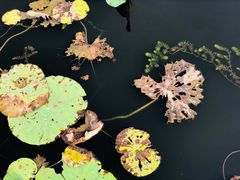 -天津东丽湖风景区