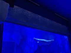 -上海海昌海洋公园-冰山北极馆