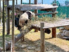 -西霞口神雕山野生动物世界