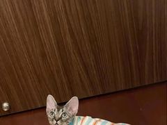 -山宅一喵德文卷毛猫舍
