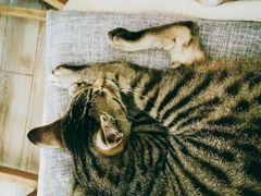 -海边的猫和咖啡馆