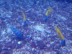 -佛山希尔顿酒店·融誉亚洲美食荟