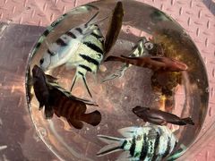 -小猫钓鱼海钓俱乐部(椰梦长廊店)