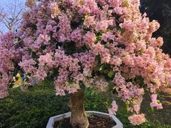 -东莞植物园