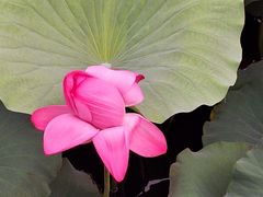 -羊亭河湿地公园