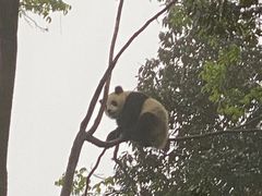 -中国大熊猫保护研究中心雅安碧峰峡基地