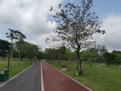-野狸岛