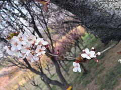 -石家庄市植物园