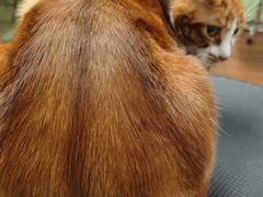 -鑫艺宠物美容培训学校